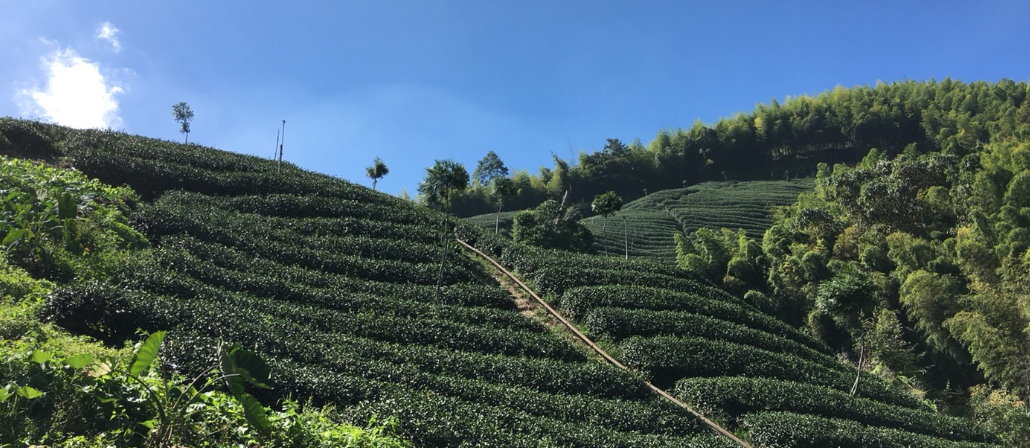 嘉祐台灣,台灣嘉祐,友善農法茶園,嘉佑台灣,嘉佑,jiayow,南投鹿谷,高山茶,凍頂烏龍茶,茶禮盒,台灣茶