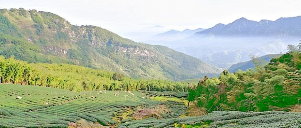 嘉祐台灣,台灣嘉祐,友善農法茶園,嘉佑台灣,嘉佑,jiayow,南投鹿谷,高山茶,凍頂烏龍茶,茶禮盒,台灣茶